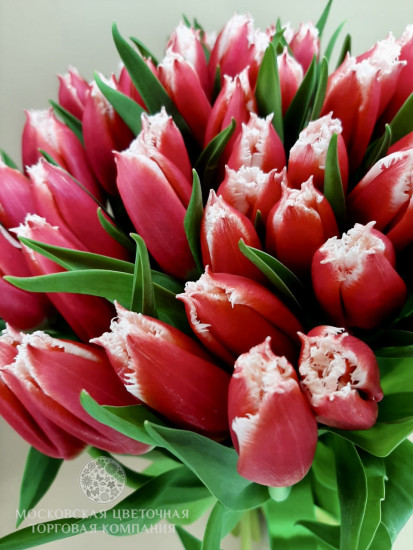 Букет 51 красно-белый махровый тюльпан