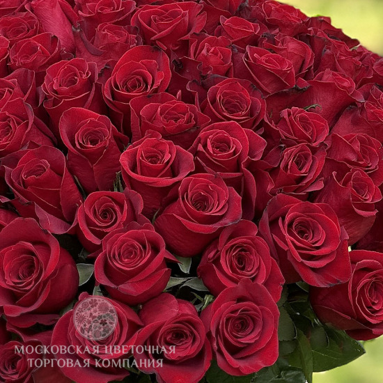 Букет 101 премиум роза Фридом