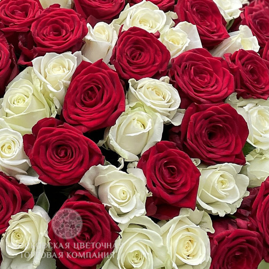 Букет 101 роза красно-белый микс, Россия