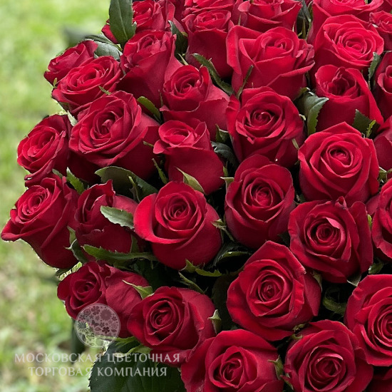 51 красная роза, Россия, 60 см