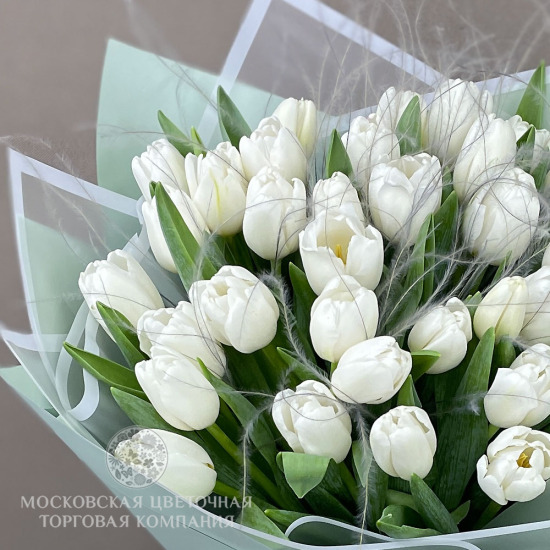 25 белых тюльпанов
