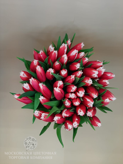 Букет 51 красно-белый махровый тюльпан