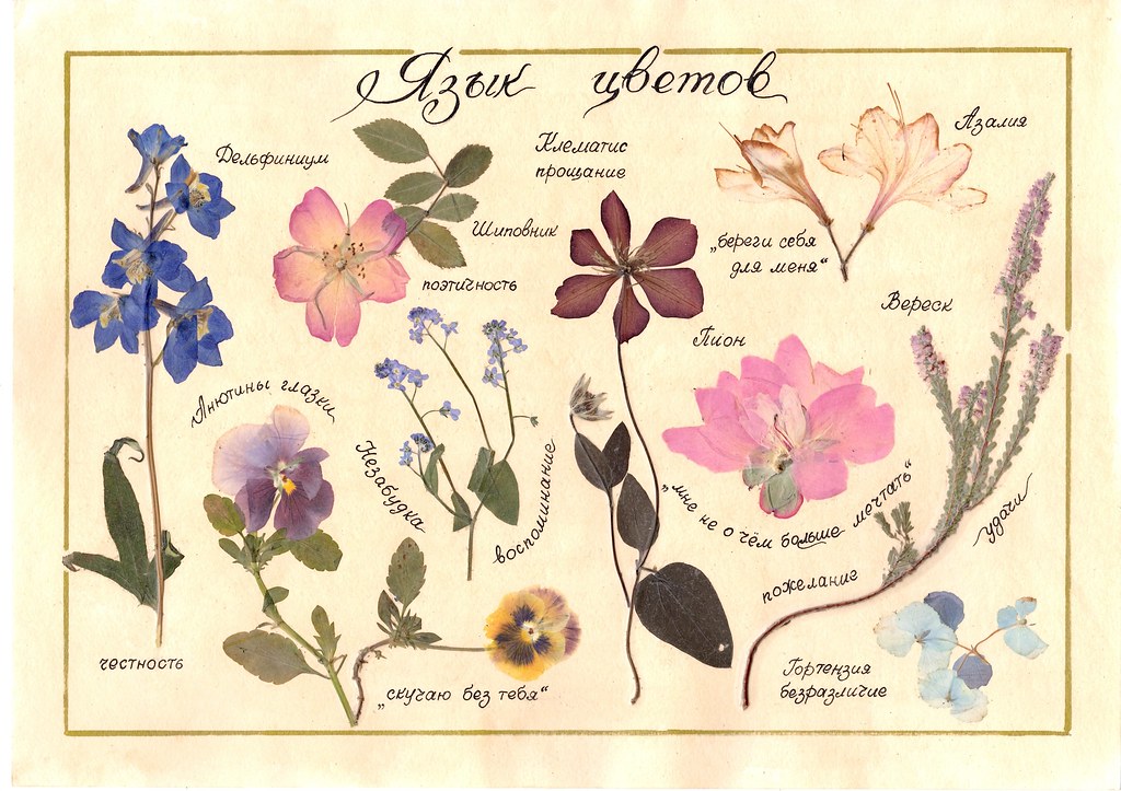 Язык растений книга. Язык цветов. Викторианский язык цветов. Селам язык цветов.