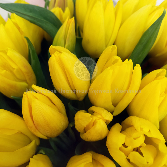 Букет 51 тюльпан, желтые