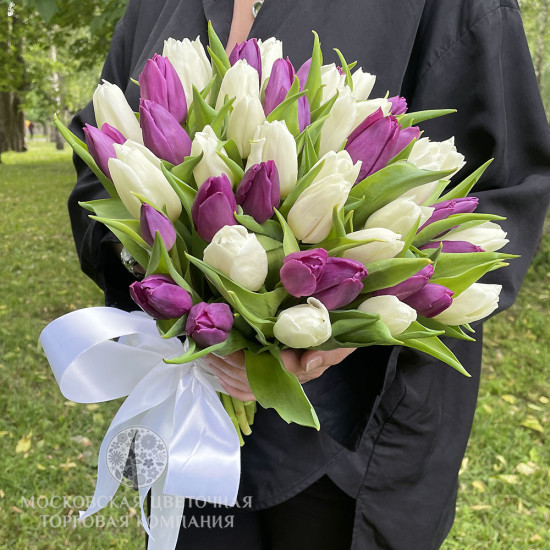 Букет 51 тюльпан, бело-пурпурный микс
