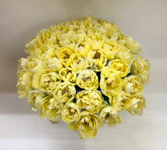 Букет 51 пионовидный тюльпан, желтые