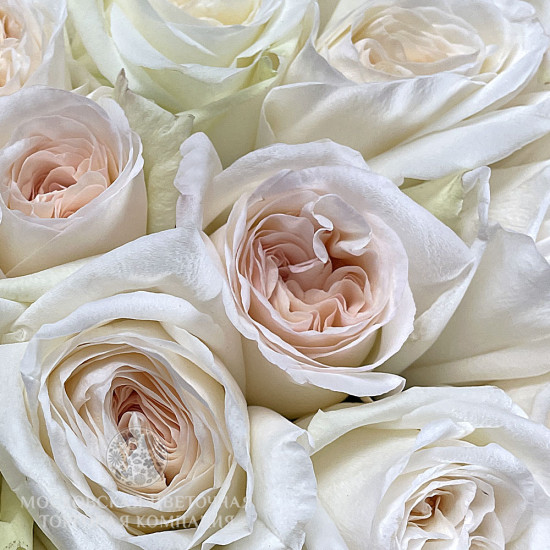 Букет из 35 пионовидных ароматных роз Вайт О'Хара