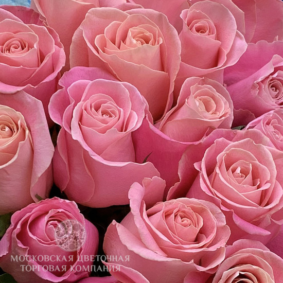 Букет 25 роз Hermosa