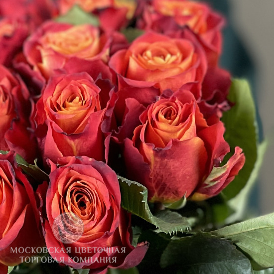 Букет 15 премиальных роз Атомик, Эквадор