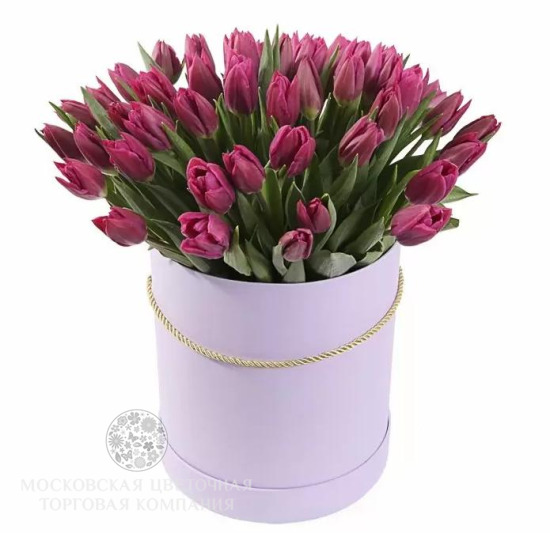 Букет 51 тюльпан в коробке, пурпурные