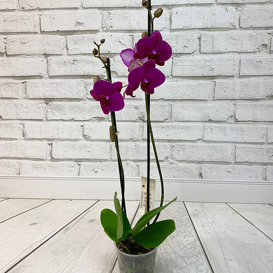 Орхидея Фаленопсис темно-фиолетовая (2 ствола)