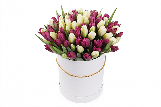 Букет 101 тюльпан в белой коробке, бело-пурпурный микс