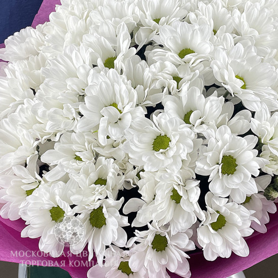 Букет 15 белых кустовых хризантем в фиолетовой упаковке