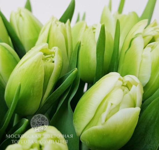 Букет 51 пионовидный тюльпан, бело-зеленые