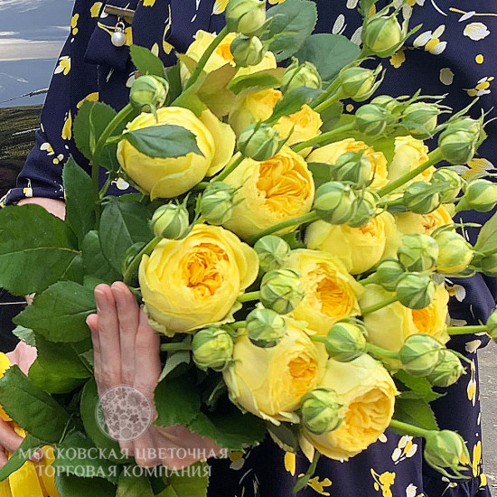 Букет 15 пионовидных роз Каталина купить за 5650 руб. с круглосуточной ...