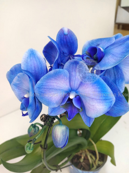 Орхидея Фаленопсис синяя (дуга)
