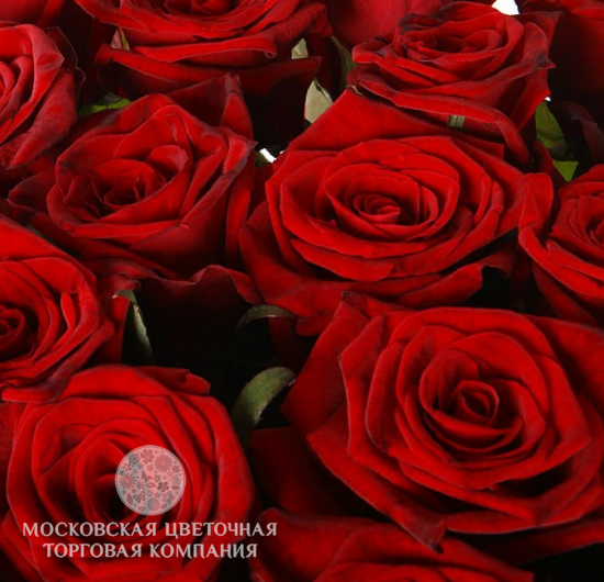 Букет 20 красных роз