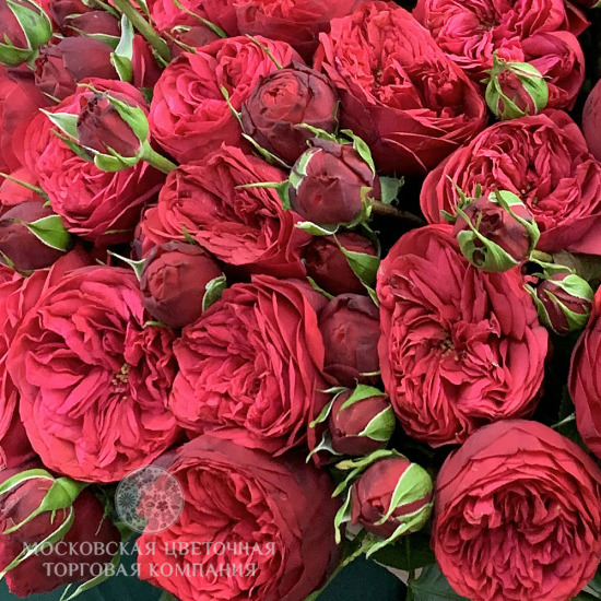 Букет 35 пионовидных роз Ред Пиано