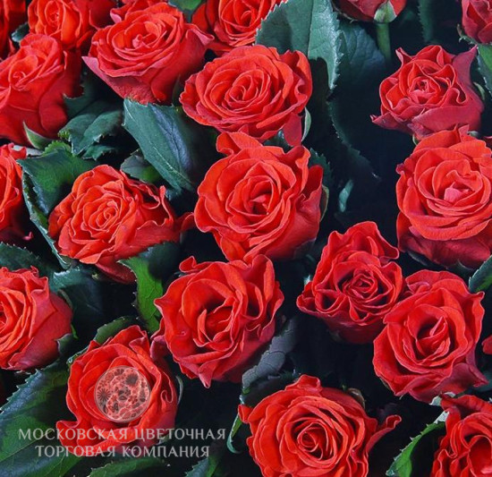 501 роза в корзине