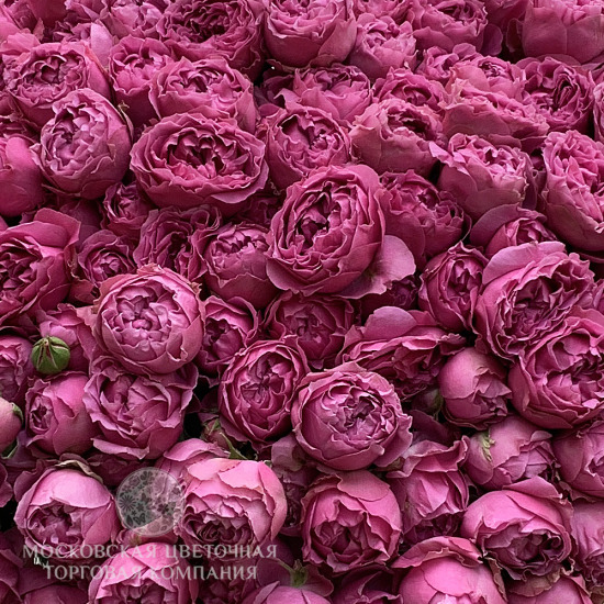 Букет 51 кустовая пионовидная роза Мисти Бабблз
