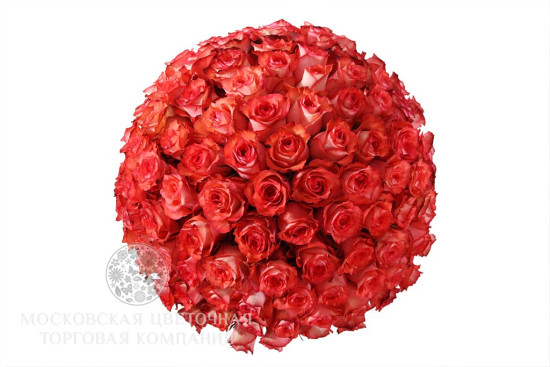 Букет 101 роза Игуана в шляпной коробке