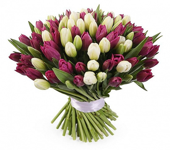 Букет 101 тюльпан, бело-пурпурный микс