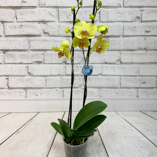 Орхидея Фаленопсис желтая (2 ствола)