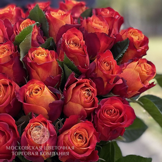 Букет 25 премиальных роз Атомик, Эквадор