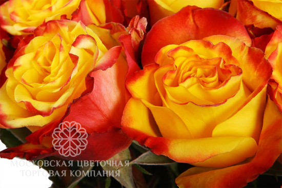 Букет 51 роза Хай Еллоу