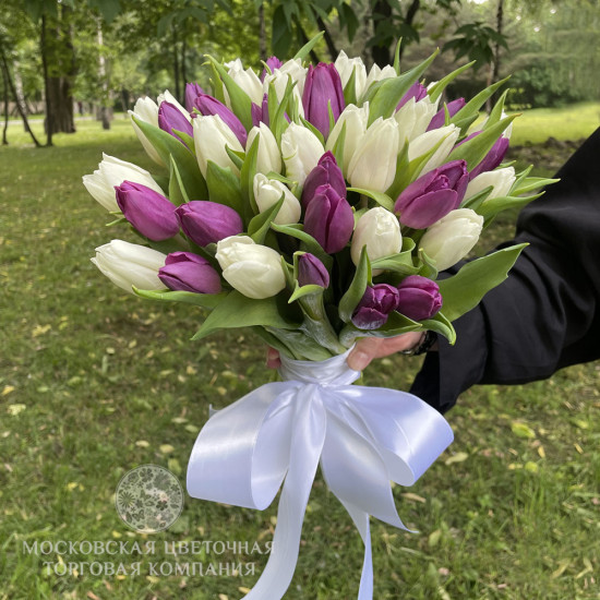 Букет 51 тюльпан, бело-пурпурный микс