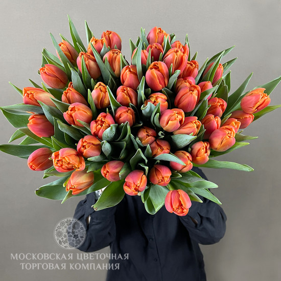 Букет 51 премиальный тюльпан, красно-оранжевые