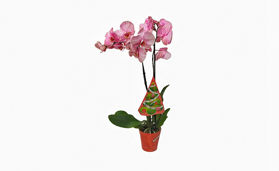 Орхидея Фаленопсис розовая (2 ствола)