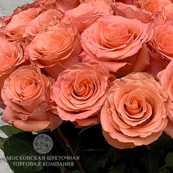 Букет 35 премиальных роз Амстердам