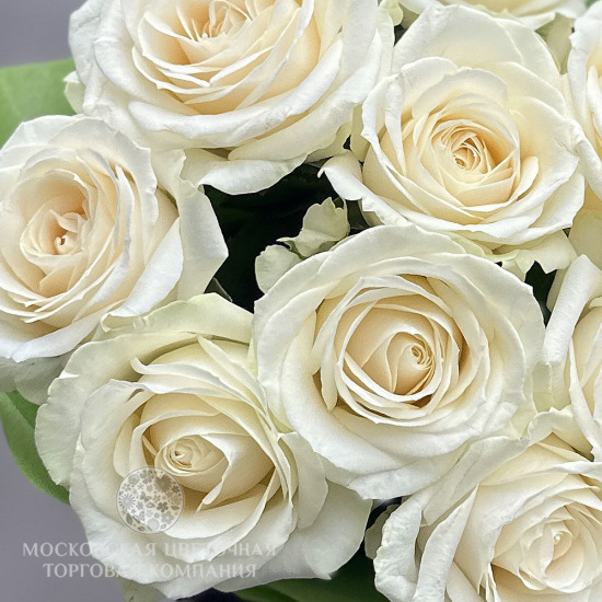 Букет 9 белых роз "Белое Сияние"