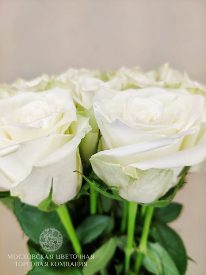 Букет Белый Ангел (51 роза)