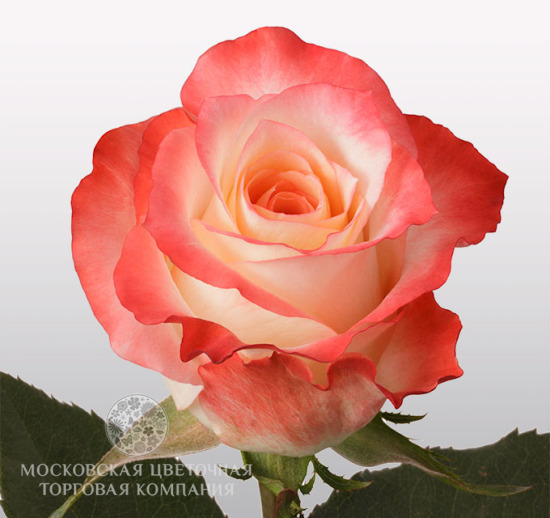 Букет 51 премиальная роза Cabaret