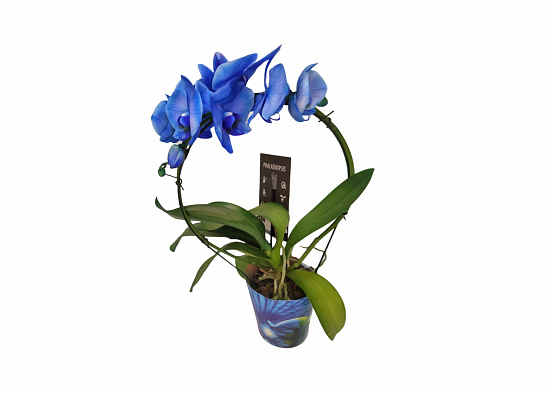 Орхидея Фаленопсис синяя (дуга)