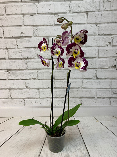 Орхидея Фаленопсис бордовая с белым (2 ствола)