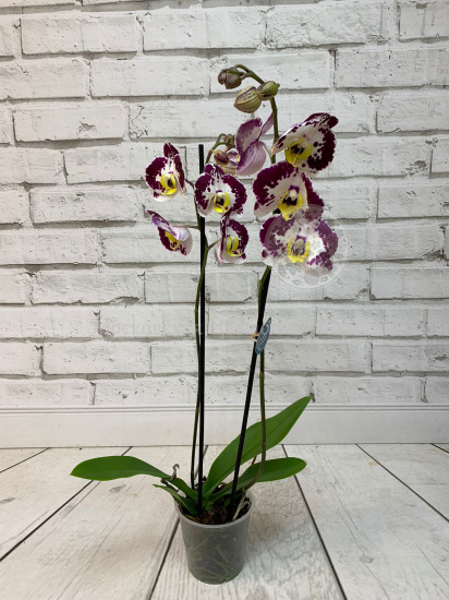 Орхидея Фаленопсис бордовая с белым (2 ствола)