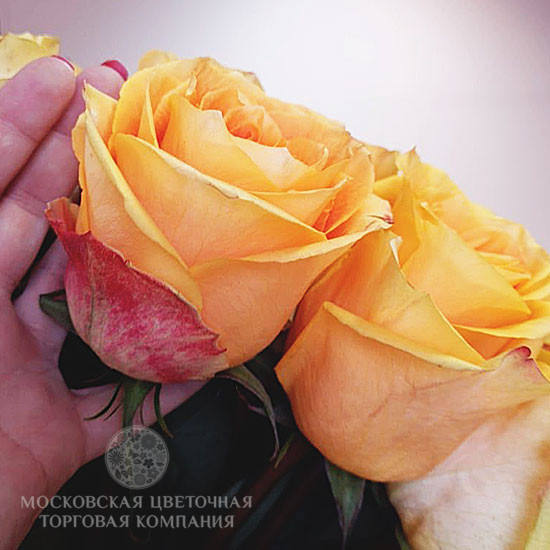 Букет Роскошь Золота Инков,  25 премиальных роз