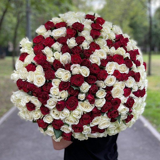 Букет 201 роза, красно-белый микс, Россия