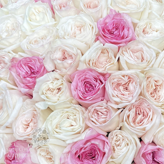 Букет Любовный нектар (151 роза О'Хара)