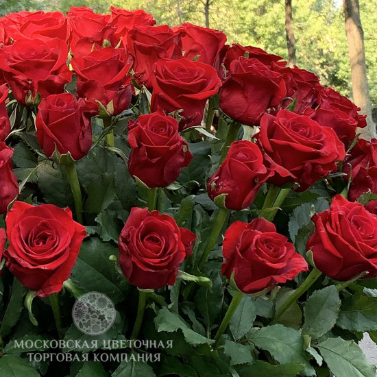 101 красная роза в корзине