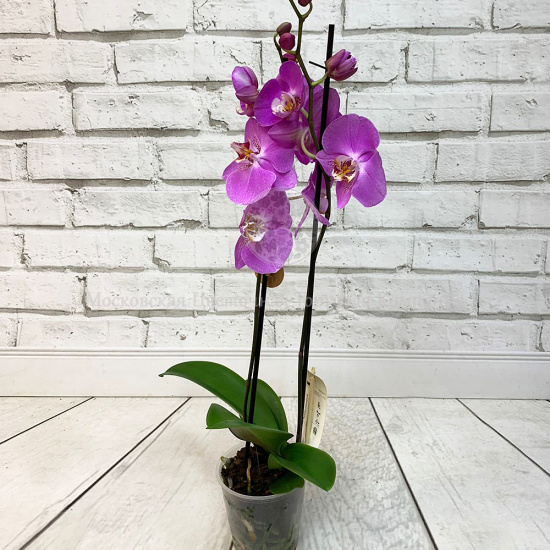 Орхидея Фаленопсис фиолетовая