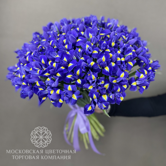 Букет из ирисов Ириска (мега)