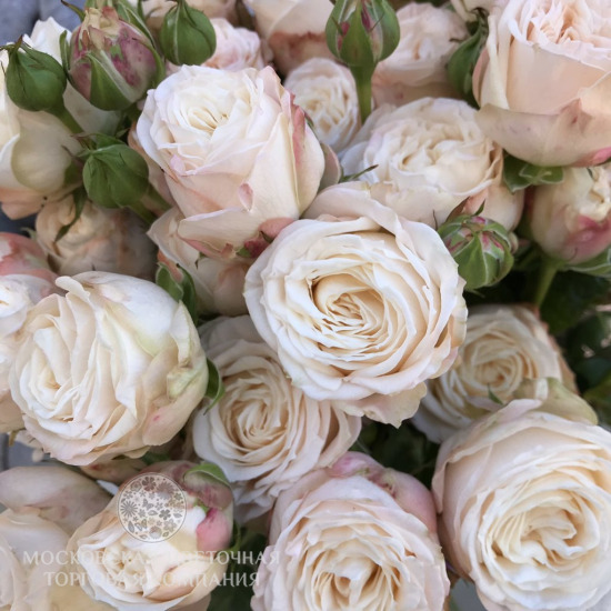 Букет 17 кустовых пионовидных роз Бомбастик