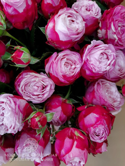 Букет 35 кустовых пионовидных роз Леди Бомбастик