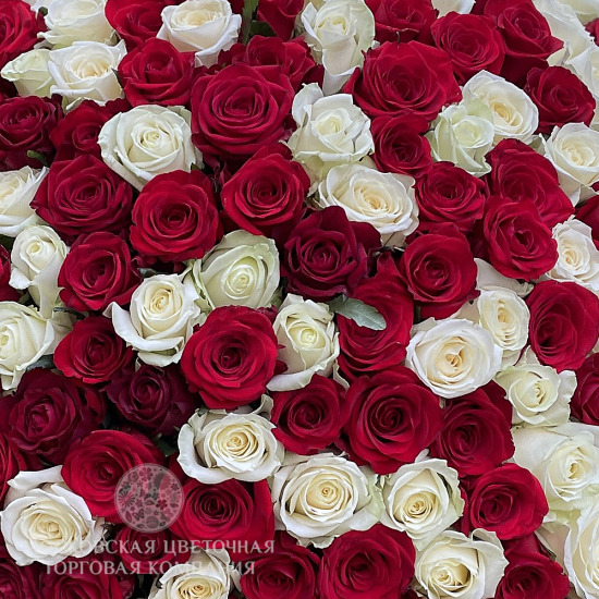 Букет 151 роза, красно-белый микс