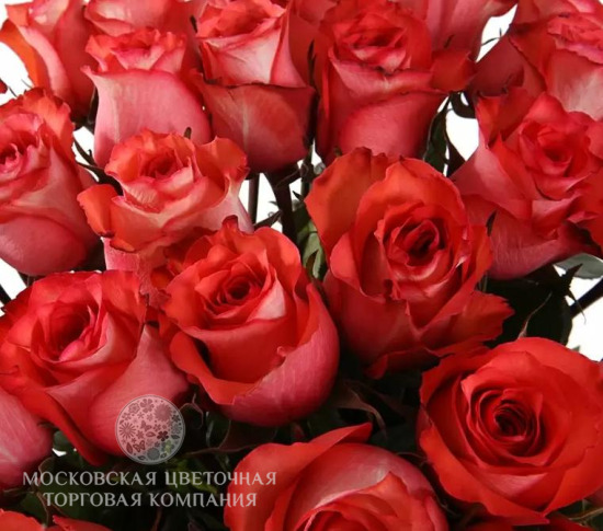 Букет 35 роз Игуана, коралловые
