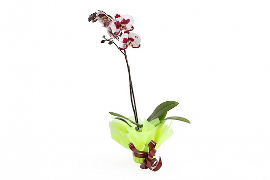 Орхидея Фаленопсис бело-бордовая (1 ствол)